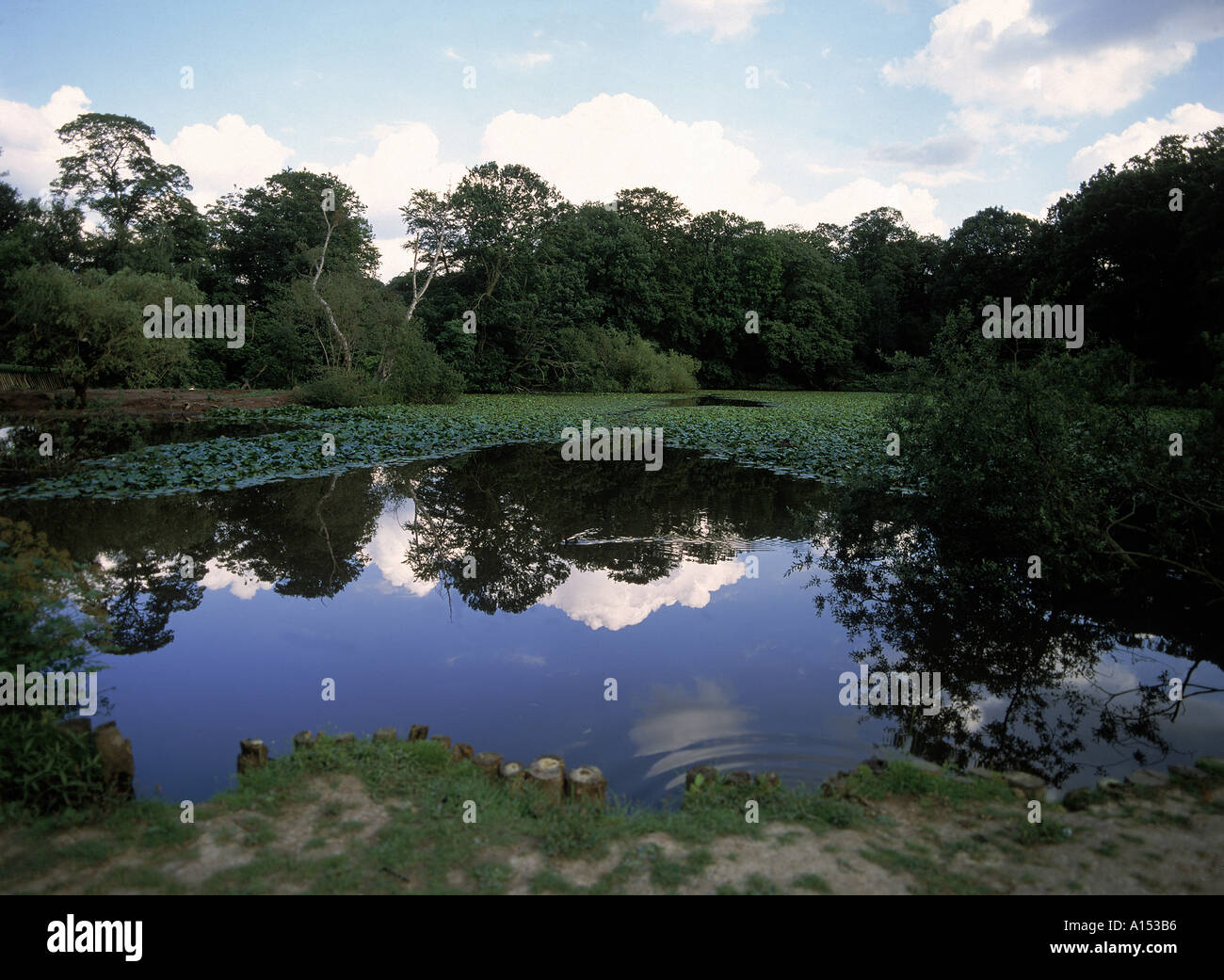 Il laghetto di gigli a Kenwood Hamstead Heath nel nord di Londra Inghilterra UK D Hughes Foto Stock
