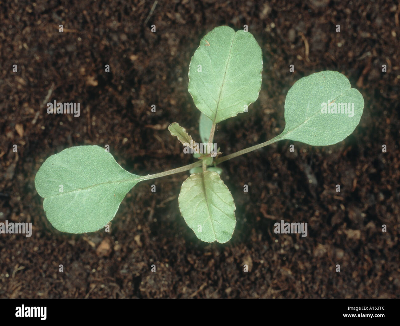 Lo spagnolo calulu Amaranthus dubius piantina con quattro foglie vere Foto Stock