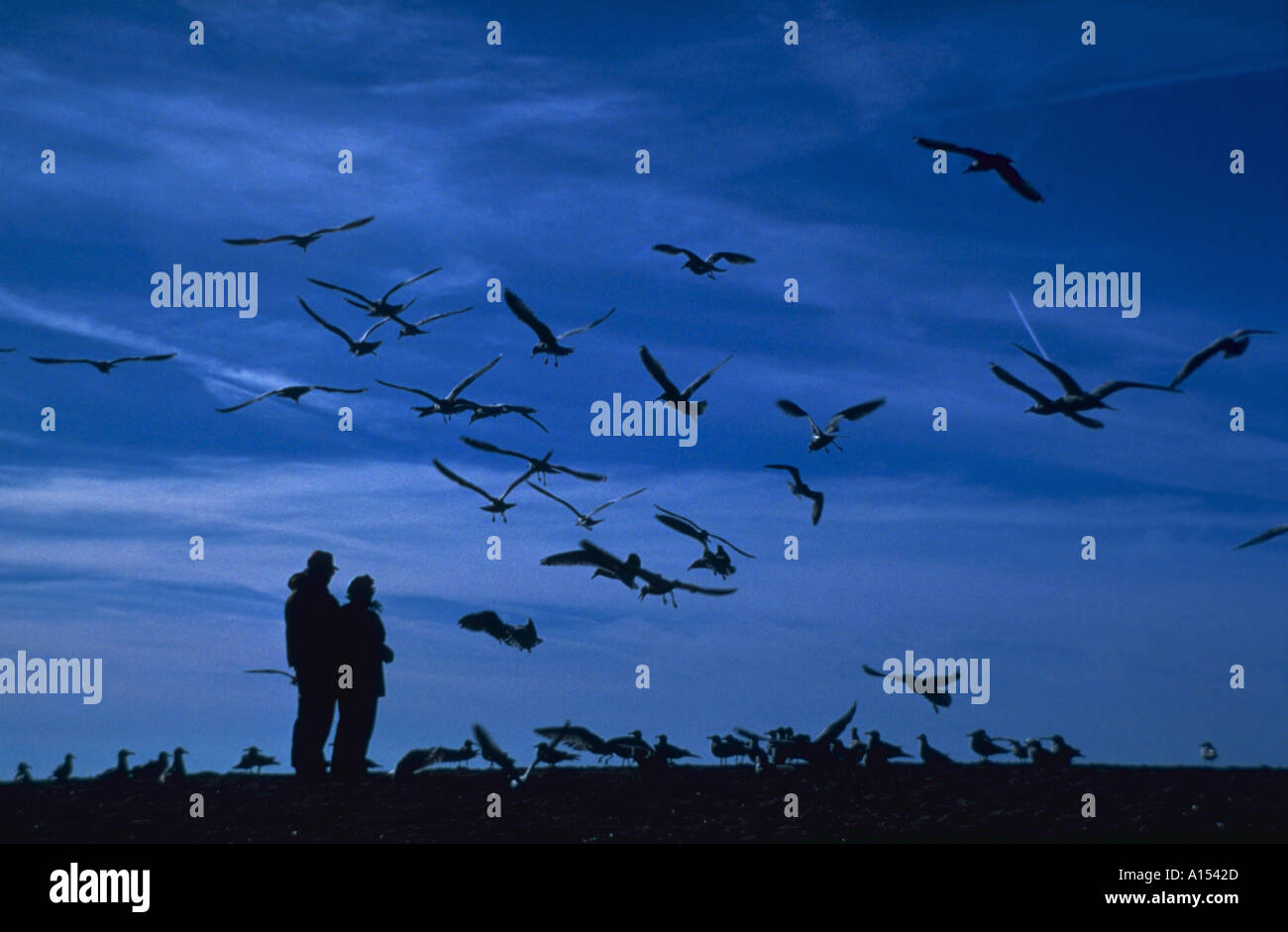 La silhouette di un uomo e di una donna in piedi in mezzo a un gregge di gabbiani con cielo blu e nuvole in background Foto Stock