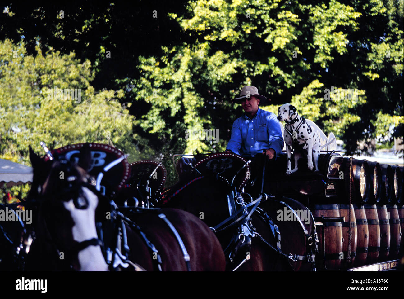 Carrello di birra con i cavalli rider e cane a EKKA a Brisbane Foto Stock