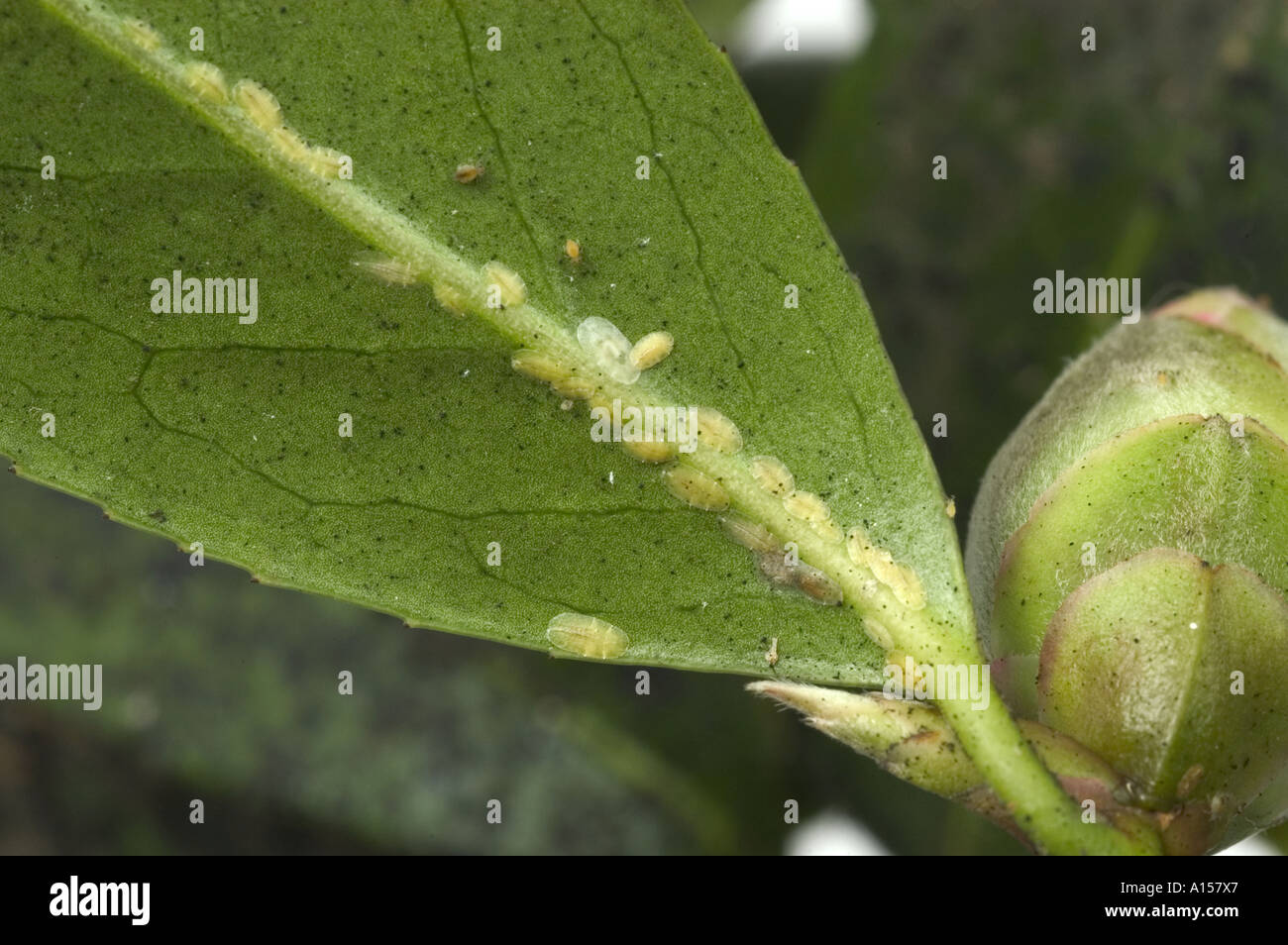 Soft scala marrone insetto coccus hesperidum lungo la Camellia leaf lato inferiore Foto Stock