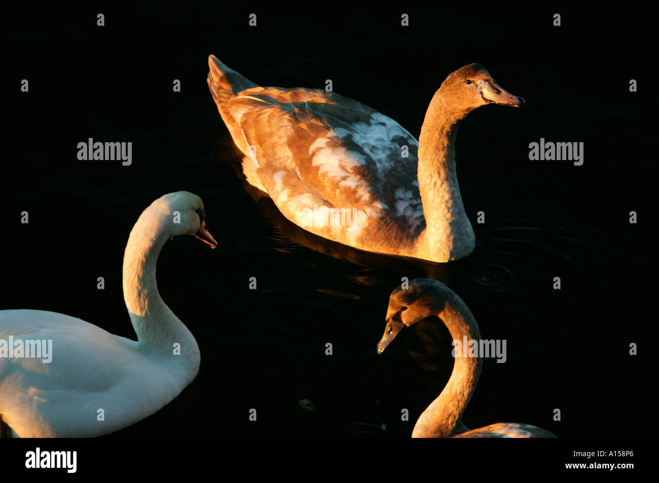 Cigno famiglia, Cygnis olor, in golden ore di luce al di fuori dell'isola Jeløy, Moss kommune, Oslofjorden, Østfold fylke, Norvegia. Foto Stock