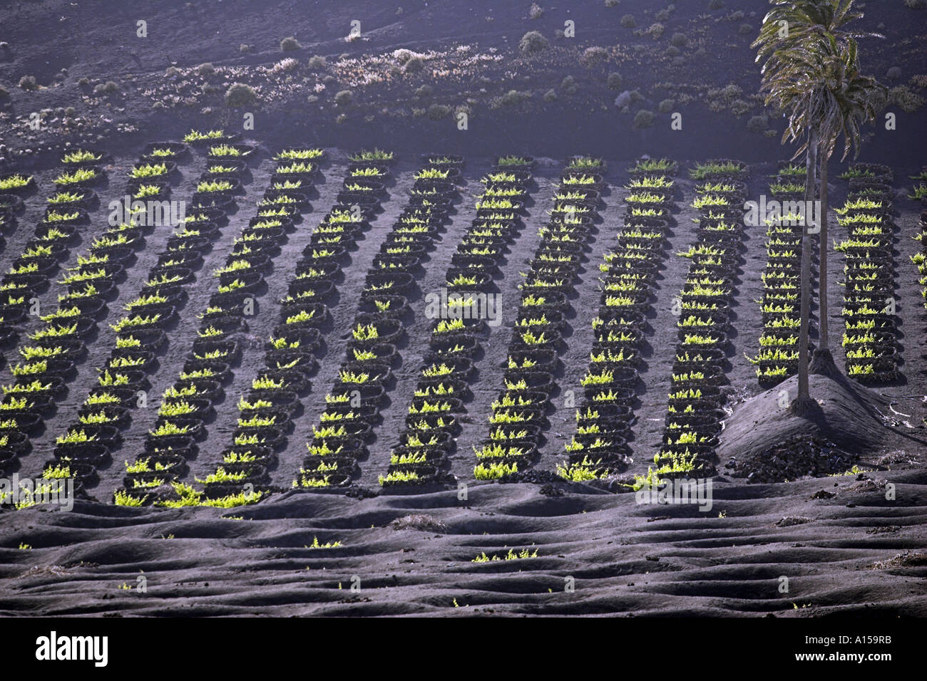 Zona protetta della Geria regione vinicola di Lanzarote Foto Stock