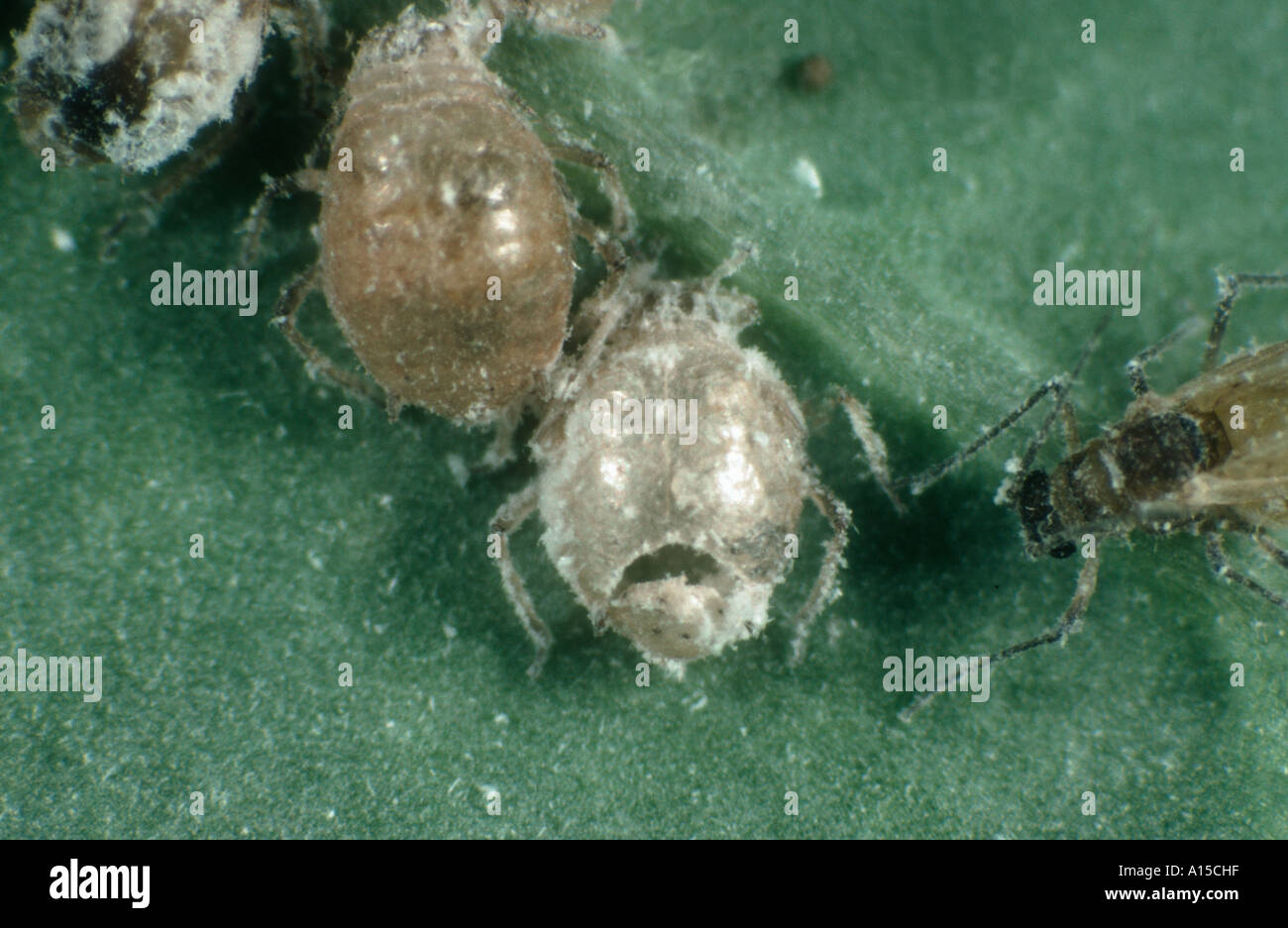 Afide Brevicoryne brassicae mummia parasitised da Diaeretiella rapae con il foro di uscita Foto Stock