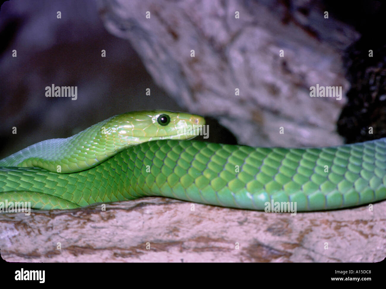 Rettile serpente MAMBA VERDE ORIENTALE DENDROASPIS ANGUSTICEPS Foto Stock