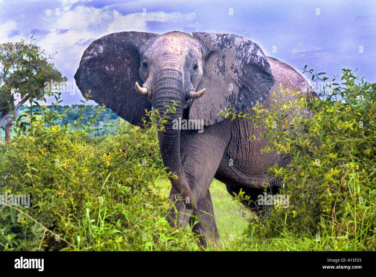 Un elefante emerge dalla lussureggiante terreno del Okavango Delta regione nel nord del Botswana Foto di Ami Vitale Foto Stock