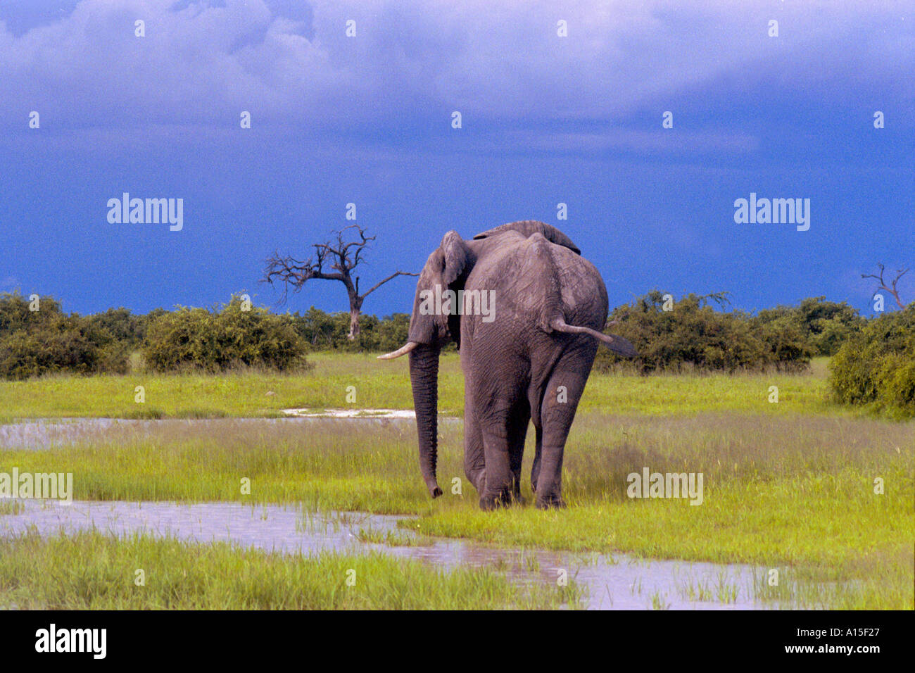 Un elefante passeggiate attraverso il colorato terreno del Okavango Delta regione nel nord del Botswana Foto di Ami Vitale Foto Stock