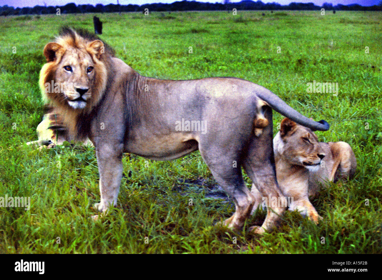 Un orgoglio dei leoni di riposo nella lussureggiante terreno del Okavango Delta regione nel nord del Botswana Foto di Ami Vitale Foto Stock