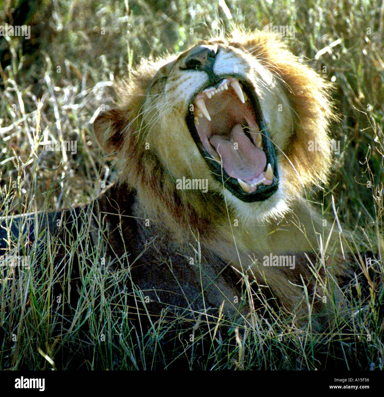 Un leone si riattiva dopo un periodo di riposo in un lussureggiante terreno del Okavango Delta regione nel nord del Botswana Foto di Ami Vitale Foto Stock