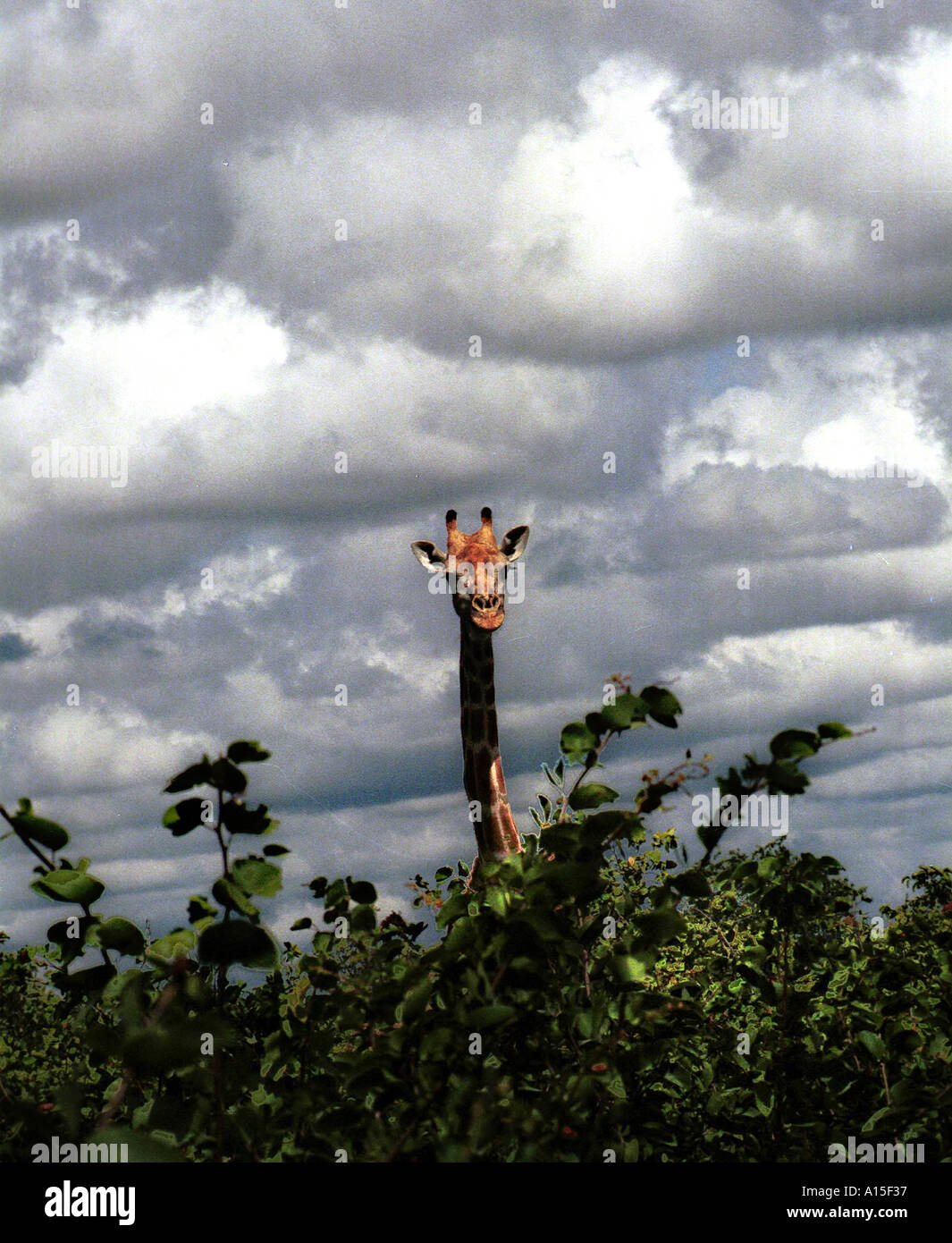 Una giraffa emerge dalla lussureggiante terreno del Okavango Delta regione nel nord del Botswana Foto di Ami Vitale Foto Stock