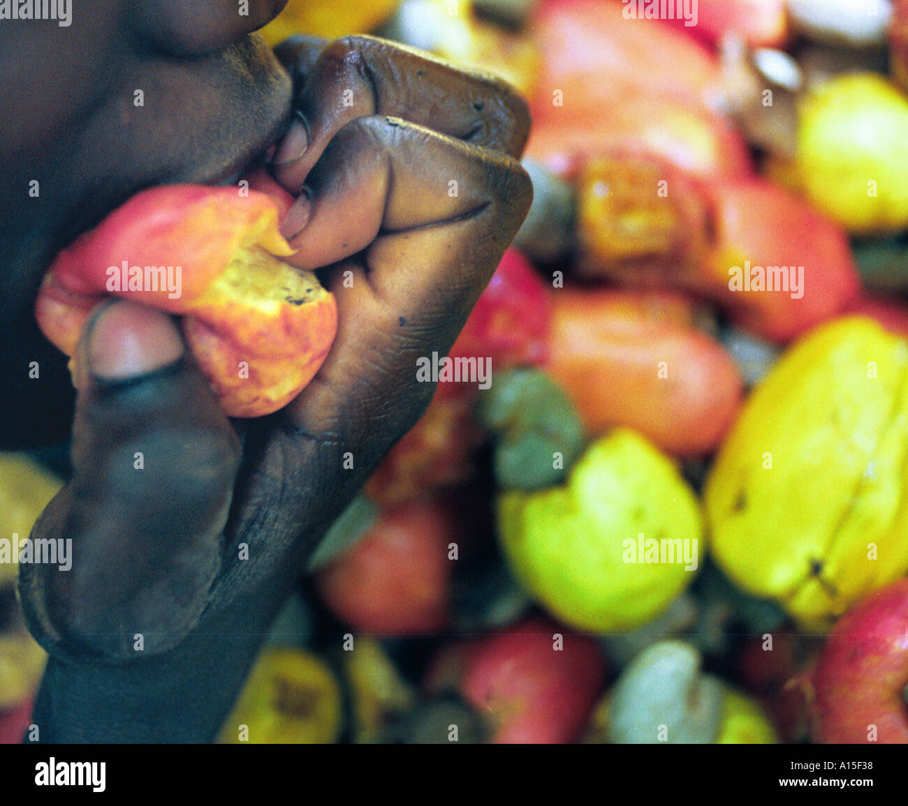 I bambini mangiano la frutta off anacardi alberi nel villaggio di Dembel Jumpora in teh paese della Guinea Bissau. La Guinea Bissau è Foto Stock
