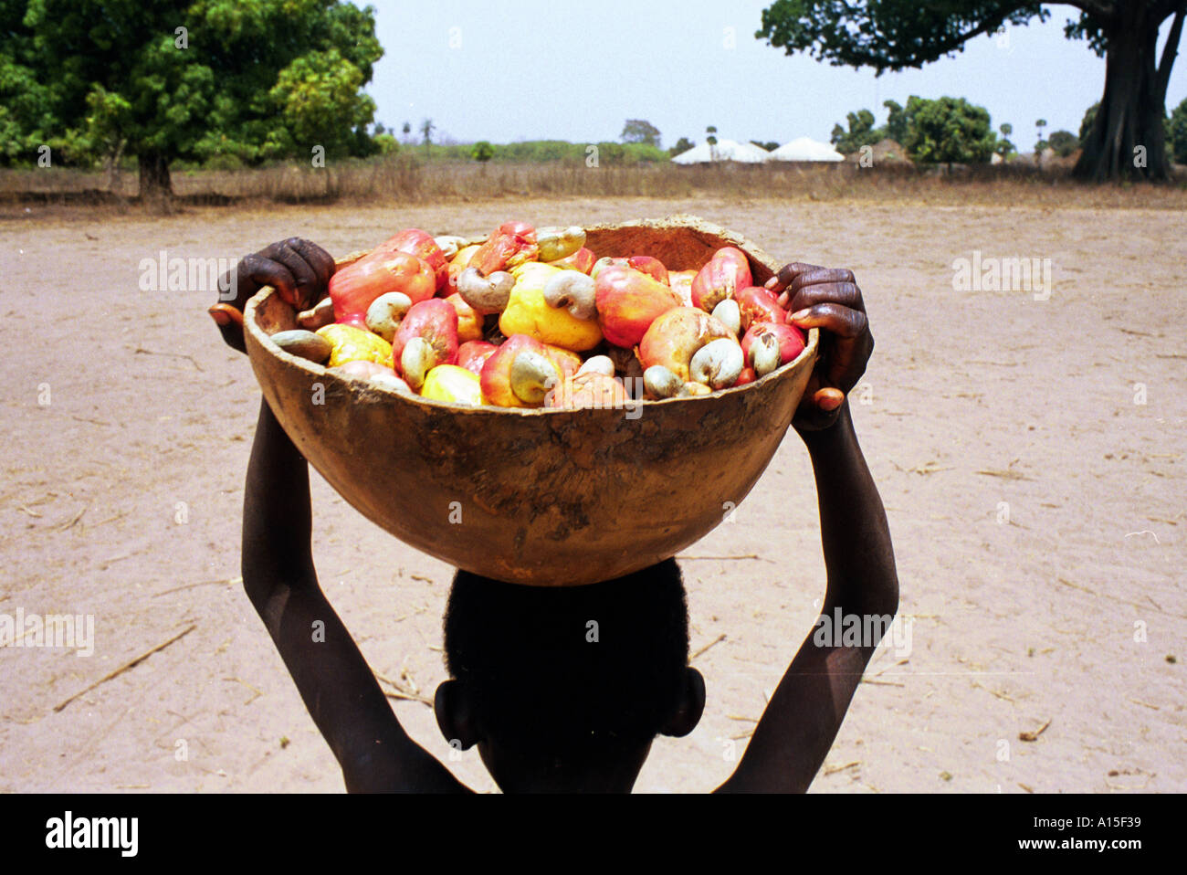 Bambini portano i loro frutti da anacardi alberi per il villaggio di Dembel Jumpora in teh paese della Guinea Bissau. La Guinea Bissau è Foto Stock