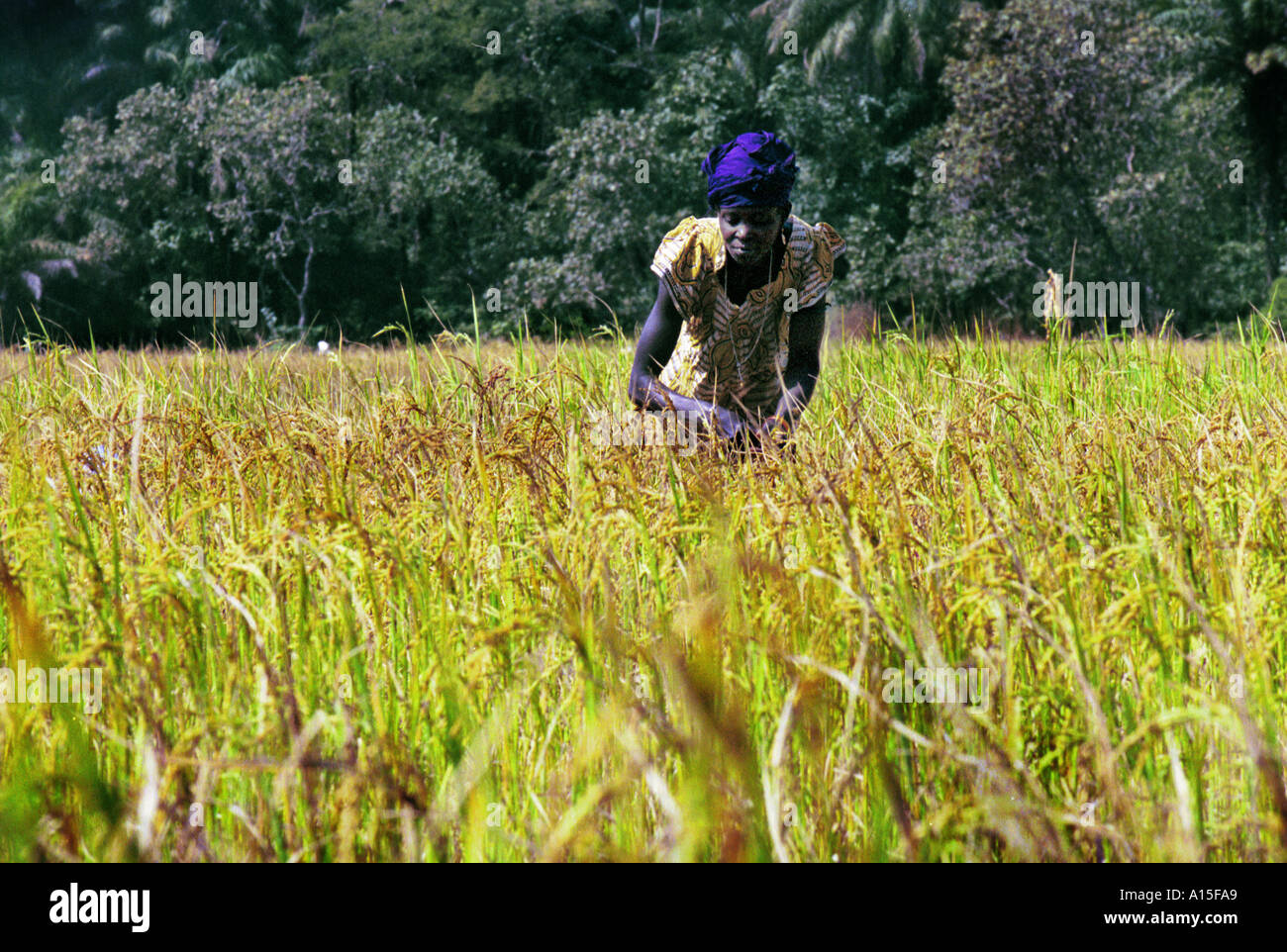 Uma lama dal villaggio di Dembel Jumpora nel paese africano e Dell'ovest della Guinea Bissau i raccolti di riso. Le donne in questo Foto Stock