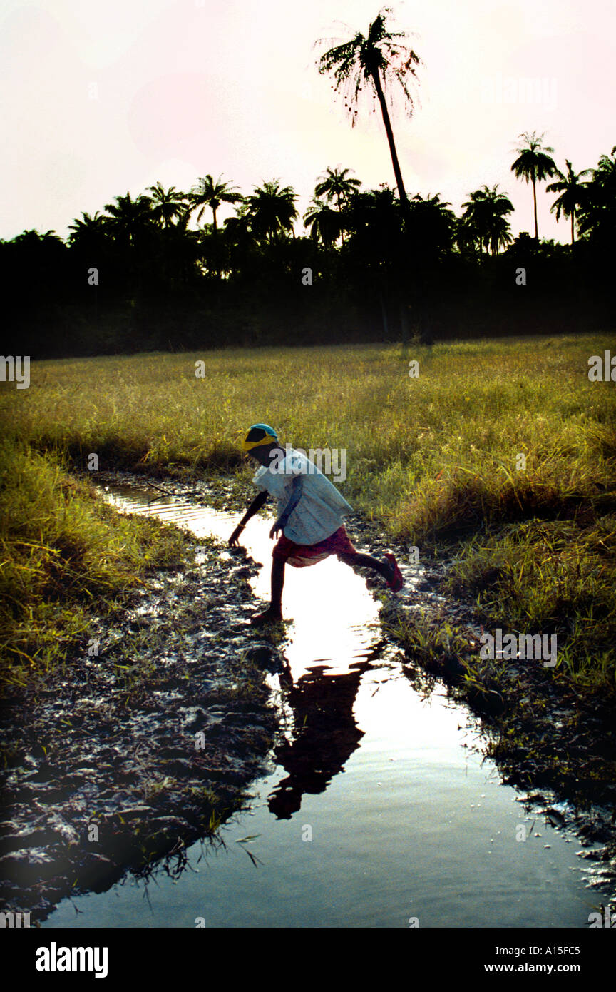 Khady lama scorre attraverso i campi di riso nel Fulani villaggio di Dempel Jumpora in Guinea Bissau. Il riso è la maggior parte Foto Stock