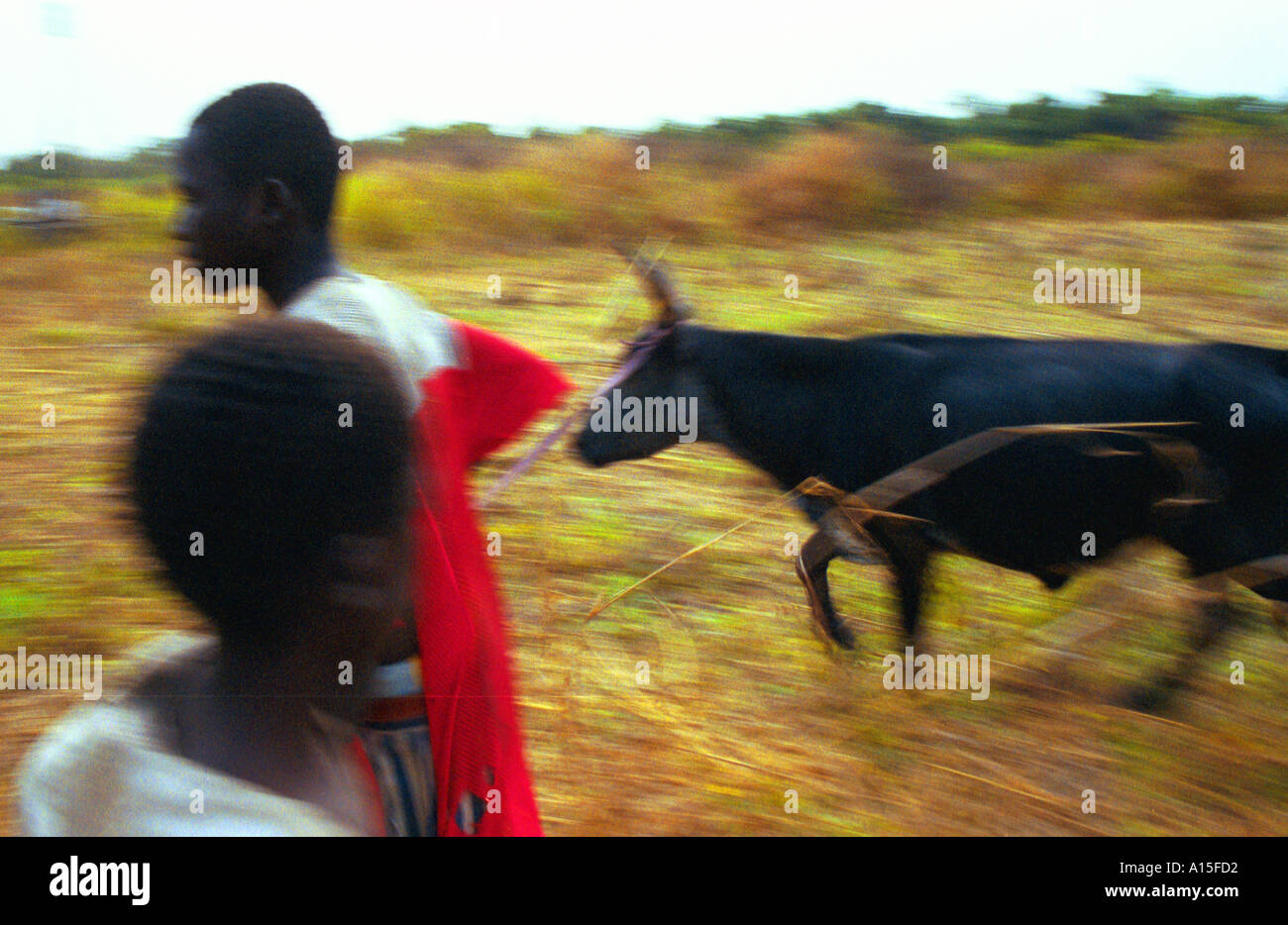Fulani ragazzi guardare oltre la mandria di bovini nel villaggio di Dembel Jumpora nel paese della Guinea Bissau. La Guinea Bissau è Foto Stock