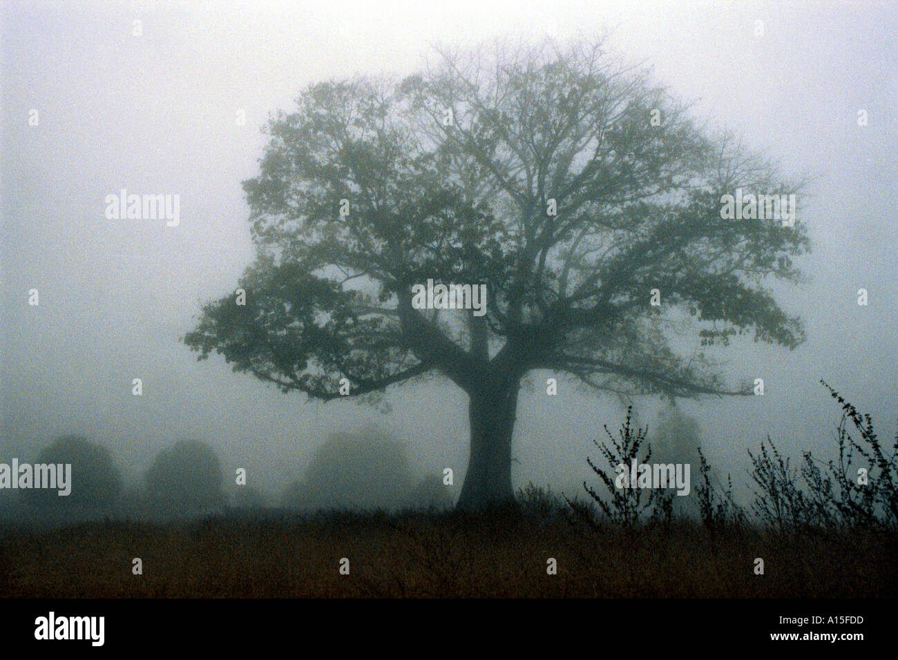 Un enorme albero bantang è mostrato su una mattinata nebbiosa nel paese africano e Dell'ovest della Guinea Bissau. La Guinea Bissau è classificato come Foto Stock