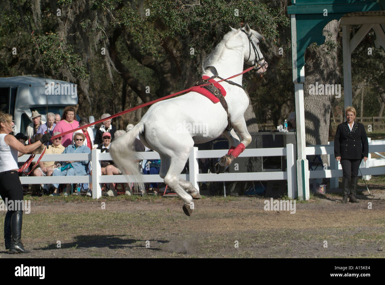 Trimestri invernali e training facility del Lippizzan stalloni di Austria a Myakka City Florida messo su spettacolo gratuito per il pubblico Foto Stock