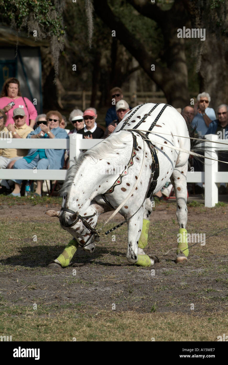 Trimestri invernali e training facility del Lippizzan stalloni di Austria a Mayaka City Florida messo su spettacolo gratuito per il pubblico Foto Stock