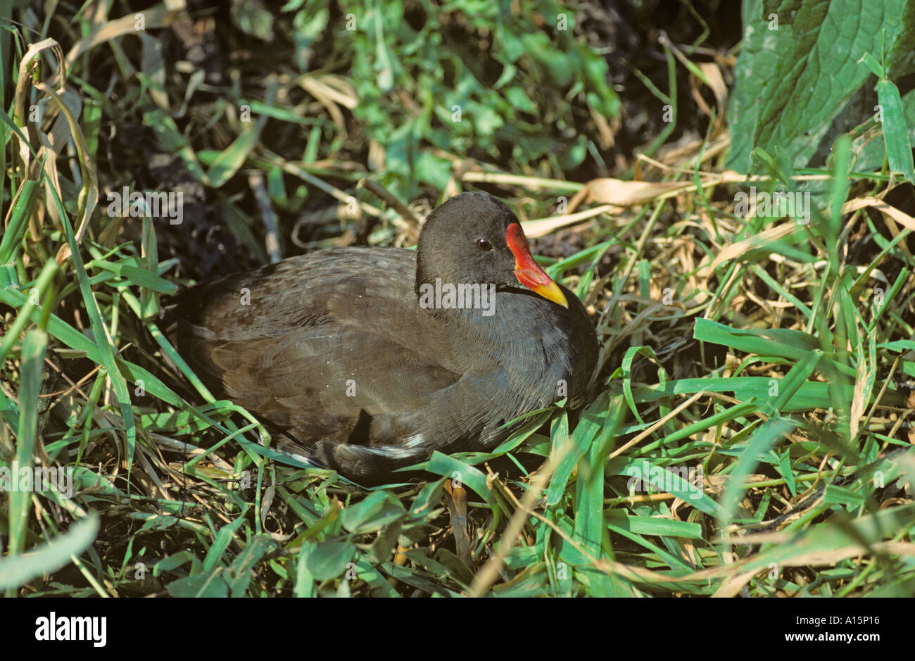 Moorhen Gallinula chloropus Foto Stock