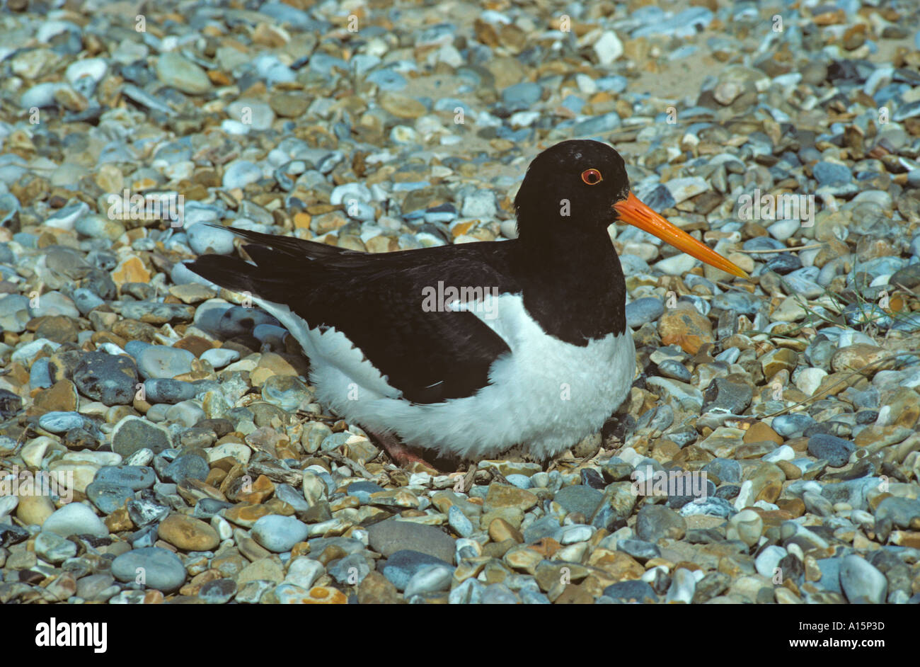 Unico Oystercatcher Haematopus ostralegus nidificazione sul litorale Foto Stock