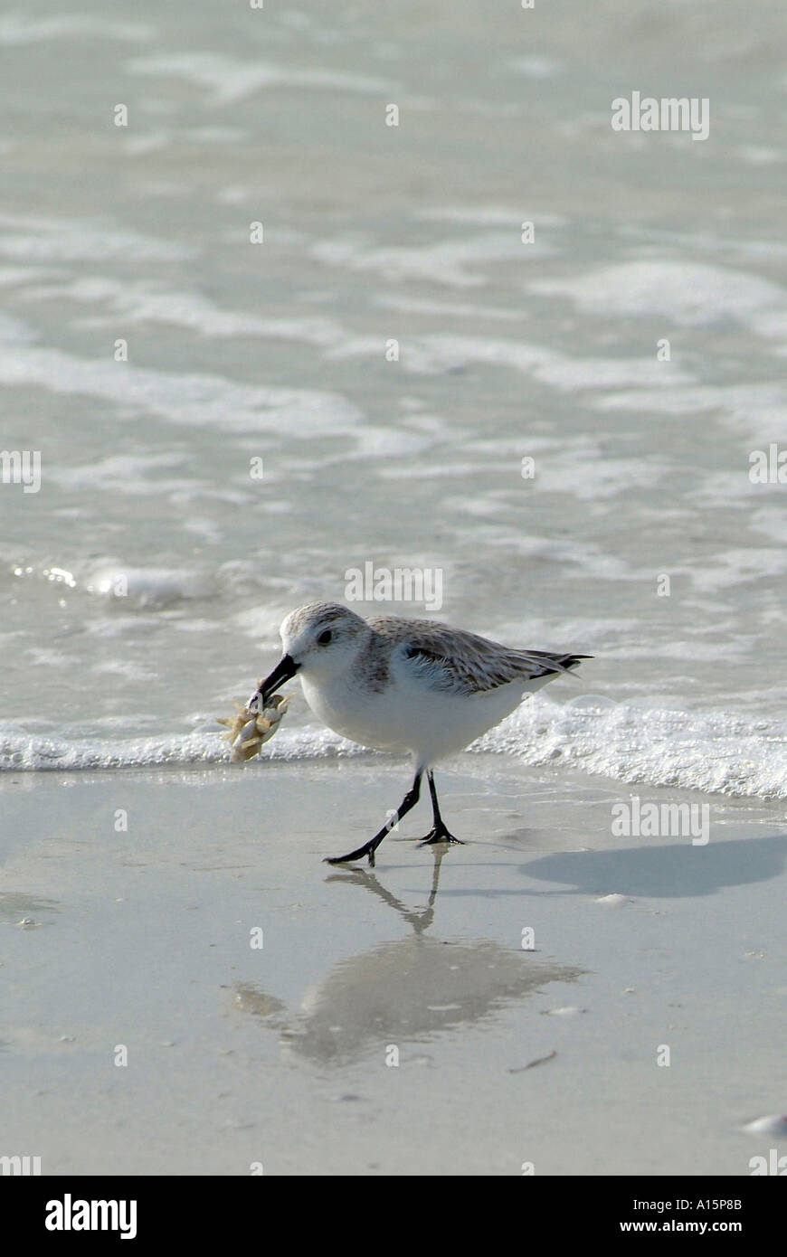 Florida uccelli acquatici sul costante guardare fuori per alimenti Foto Stock