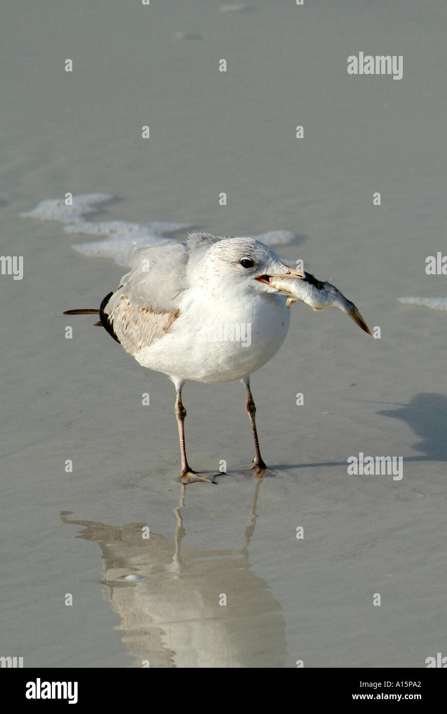 Florida uccelli acquatici sul costante guardare fuori per alimenti Foto Stock