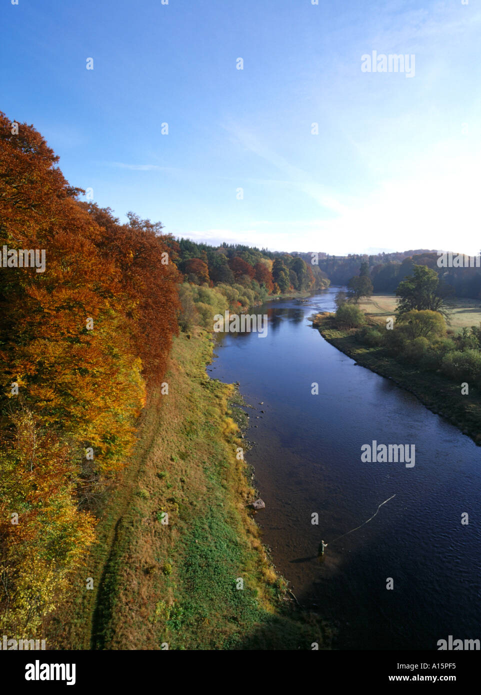 dh RIVER TWEED BORDERS Autunnal Golden Brown Trees River bank Footpath pesca a mosca pesca scozia autunno regno unito Foto Stock