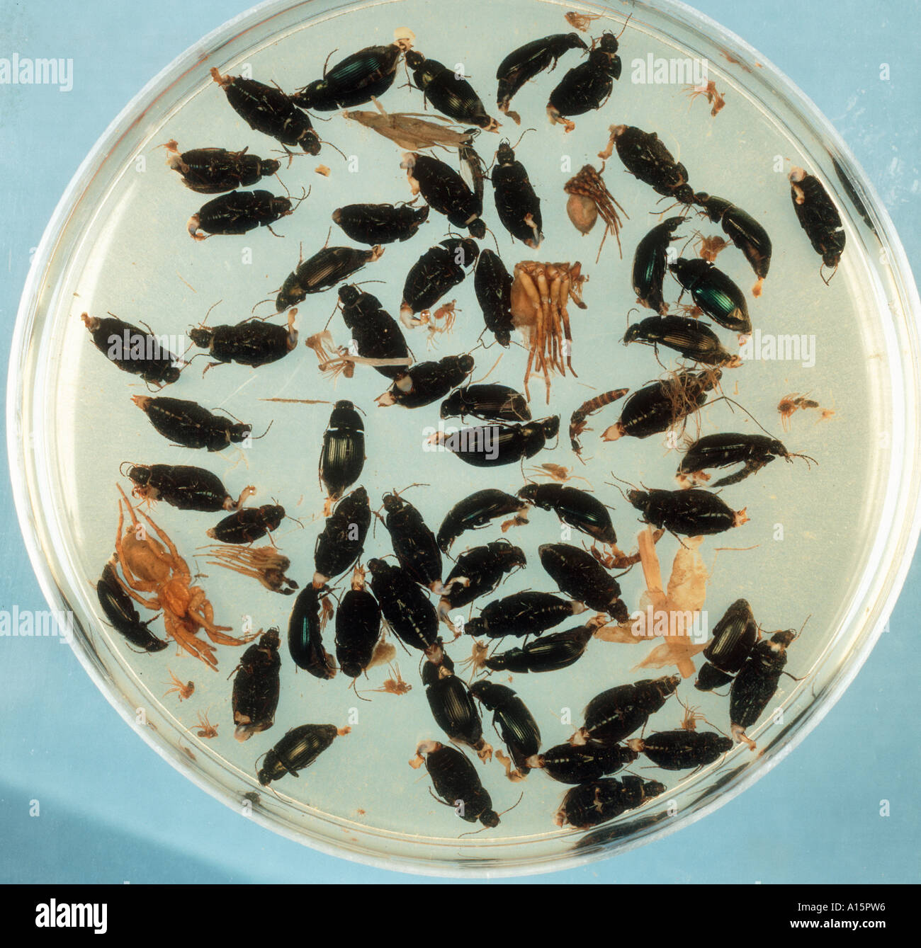 Piastra di petri con coleotteri e altre specie di artropodi da un trape pitfall Foto Stock