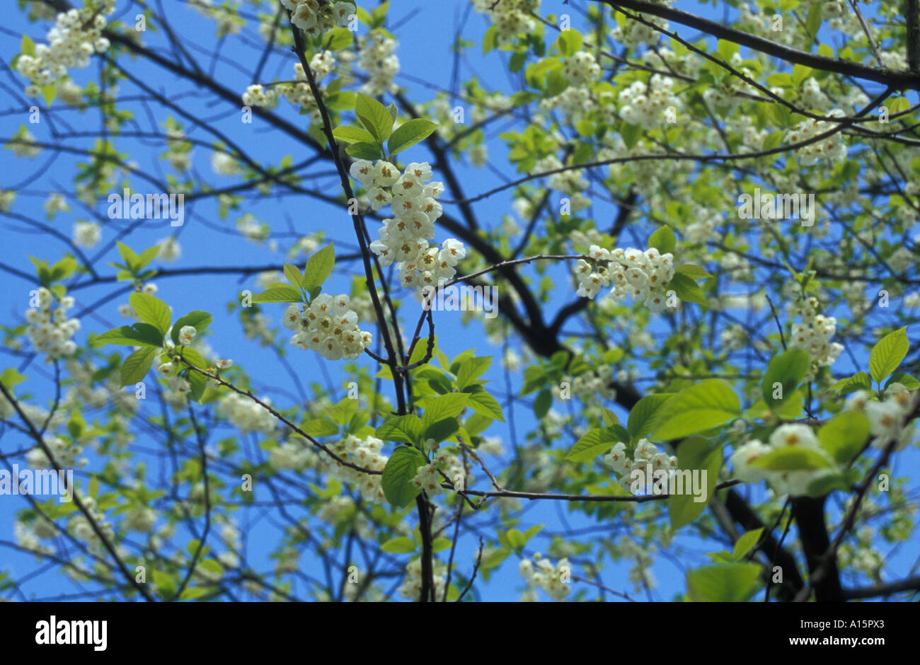 'Apple blossom' Foto Stock