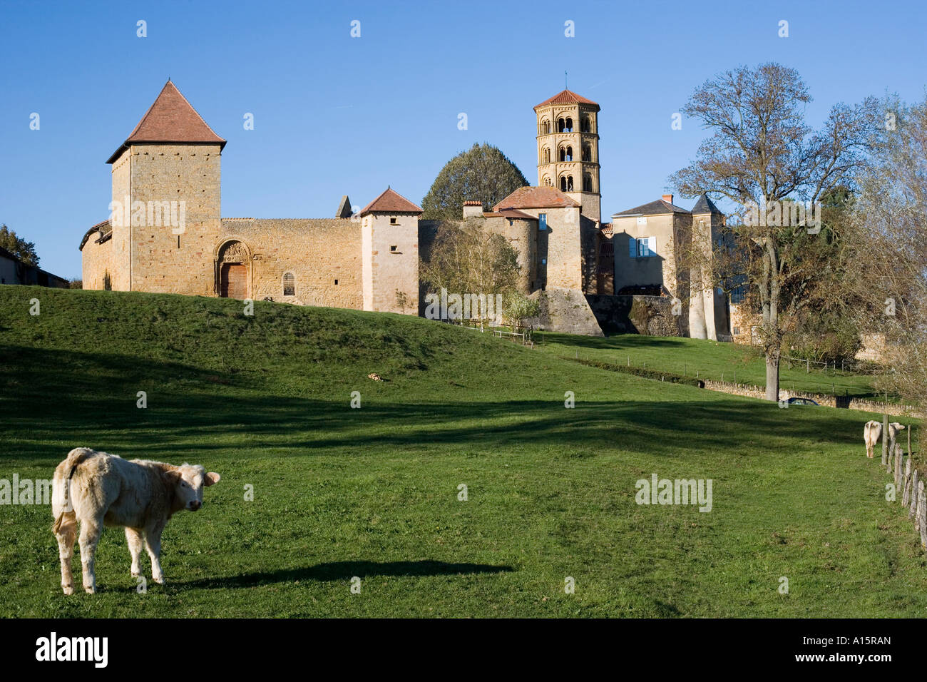 Villaggio di Anzy le Duc. Chiesa romane. Sito Clunisien. Charollaise vacche. Brionnais région. Saône et Loire. Burdundy. Francia Foto Stock