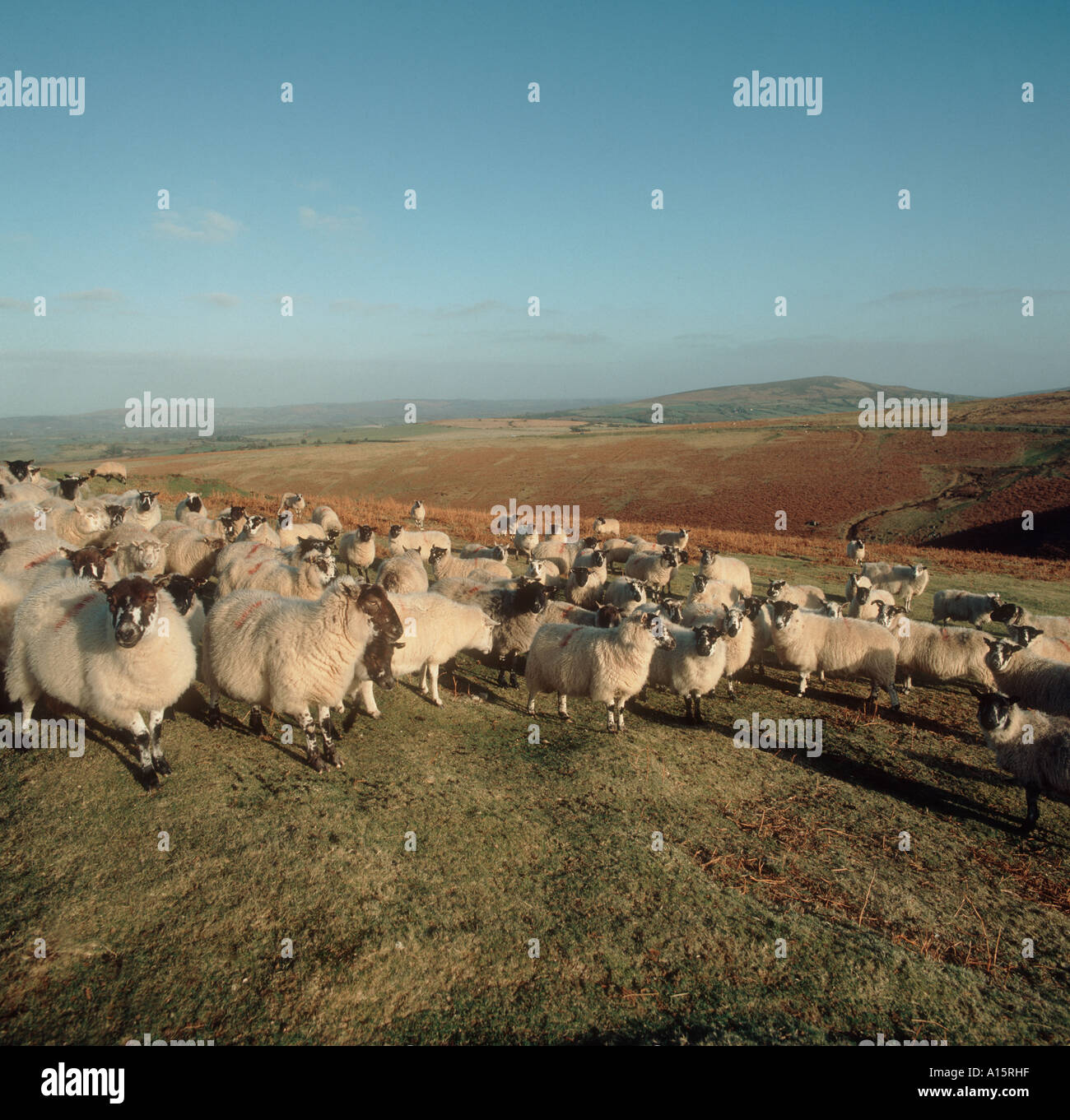 Gregge di pecore Pecore su Dartmoor in inverno Devon Foto Stock