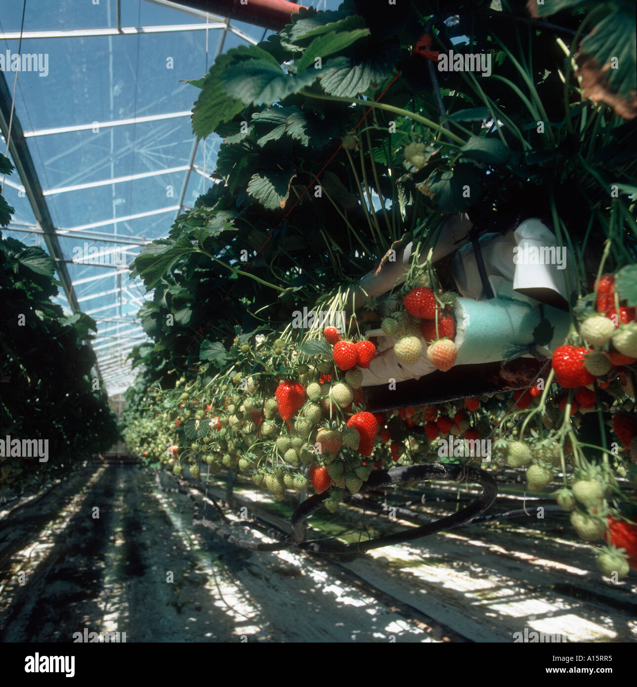 Le fragole varietà Elsanta in vassoi sospesa sotto vetro con nutriente impianto di irrigazione Foto Stock