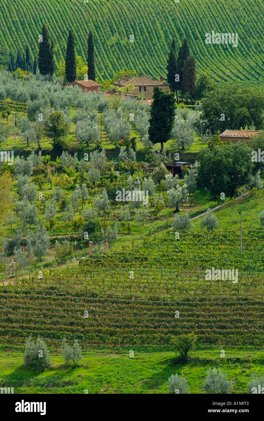 Filari di viti,vigneto ed oliveto a livello locale agriturismo vicino a San Gimignano Val di Chianti Toscana Italia Europa UE Foto Stock