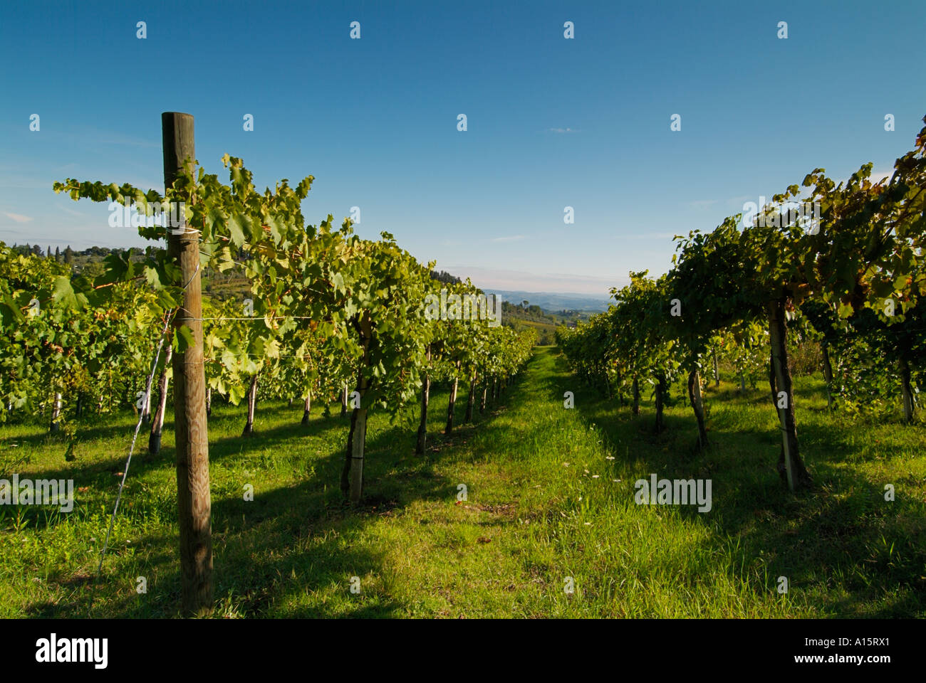 Uva sulla vite in vigna vicino a San Gimignano Toscana Italia Europa UE Foto Stock
