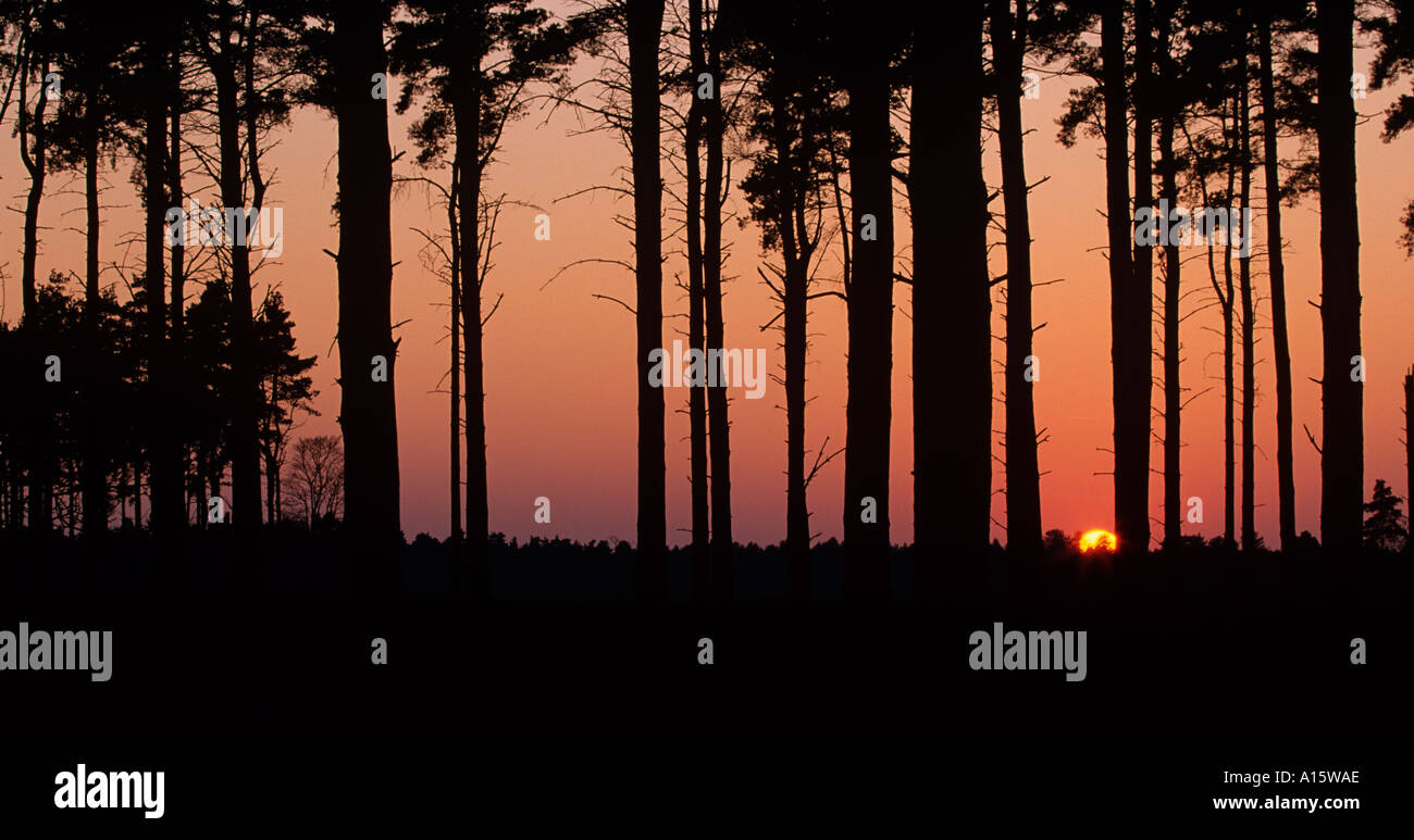 Thetford Forest Suffolk REGNO UNITO Sera Foto Stock