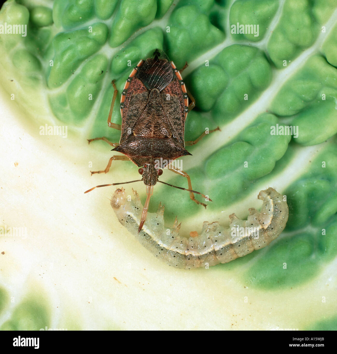 Predatori di petatomid bug Podisus maculiventris alimentazione su un pomodoro moth caterpillar Foto Stock