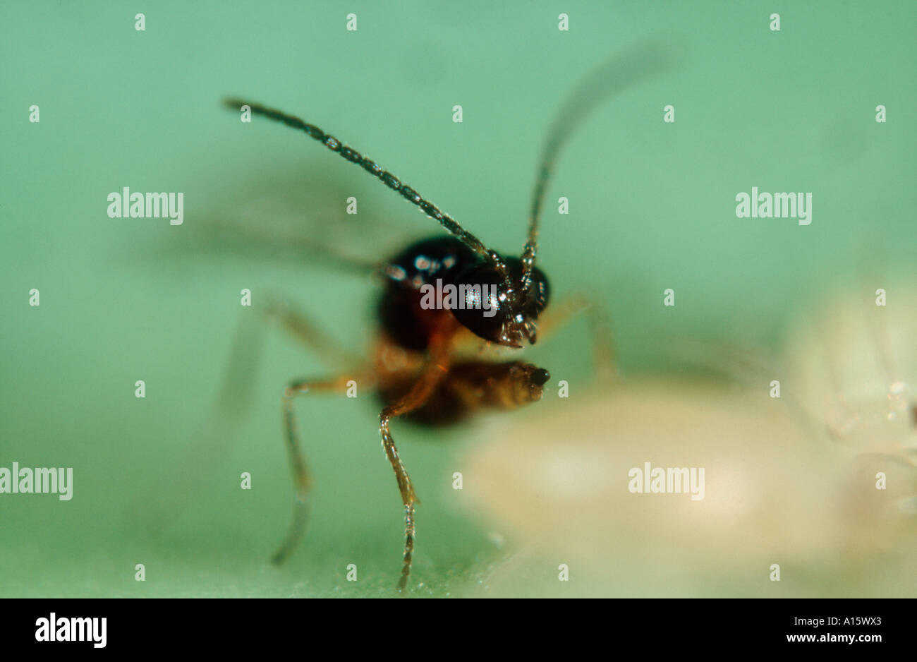 Afide s eye view di un parassitoide wasp Aphidius spp circa per depositare le sue uova Foto Stock