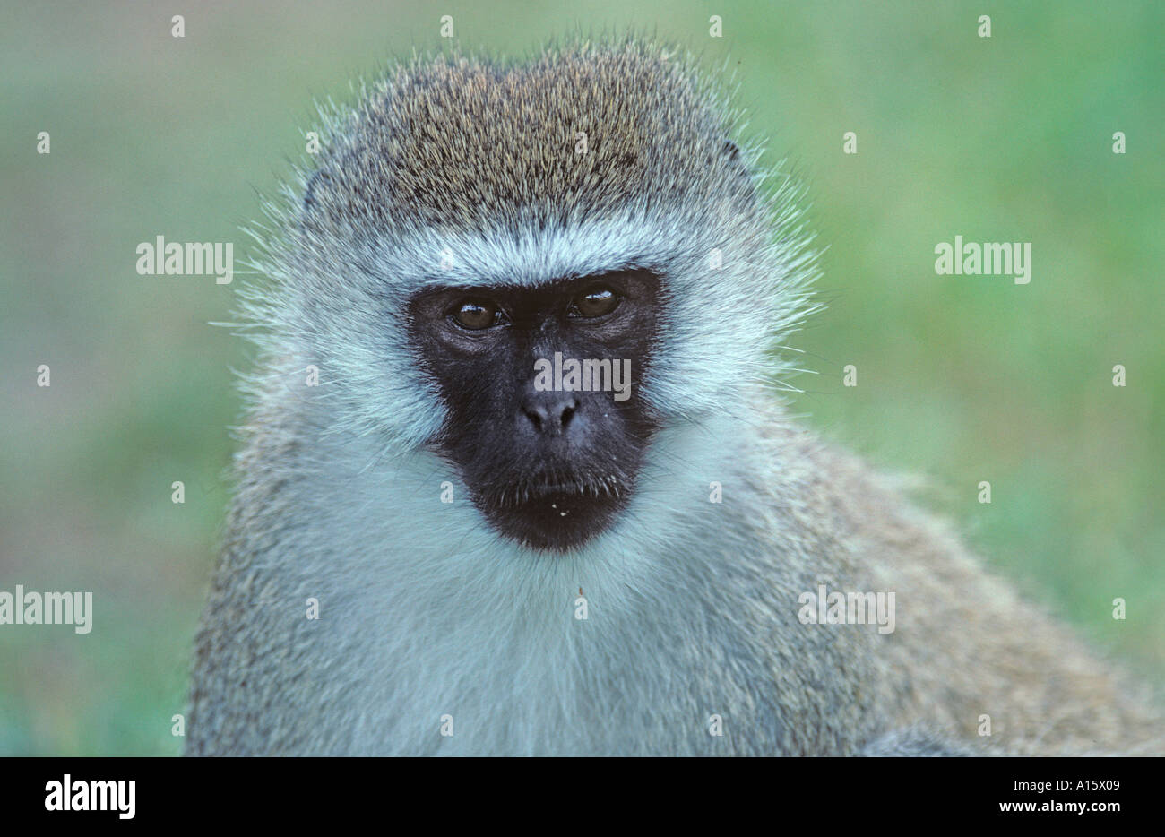 Vervet Monkey Cercopithecus aethiops Foto Stock Vervet Monkey Cercopithecus aethiops Foto Stock