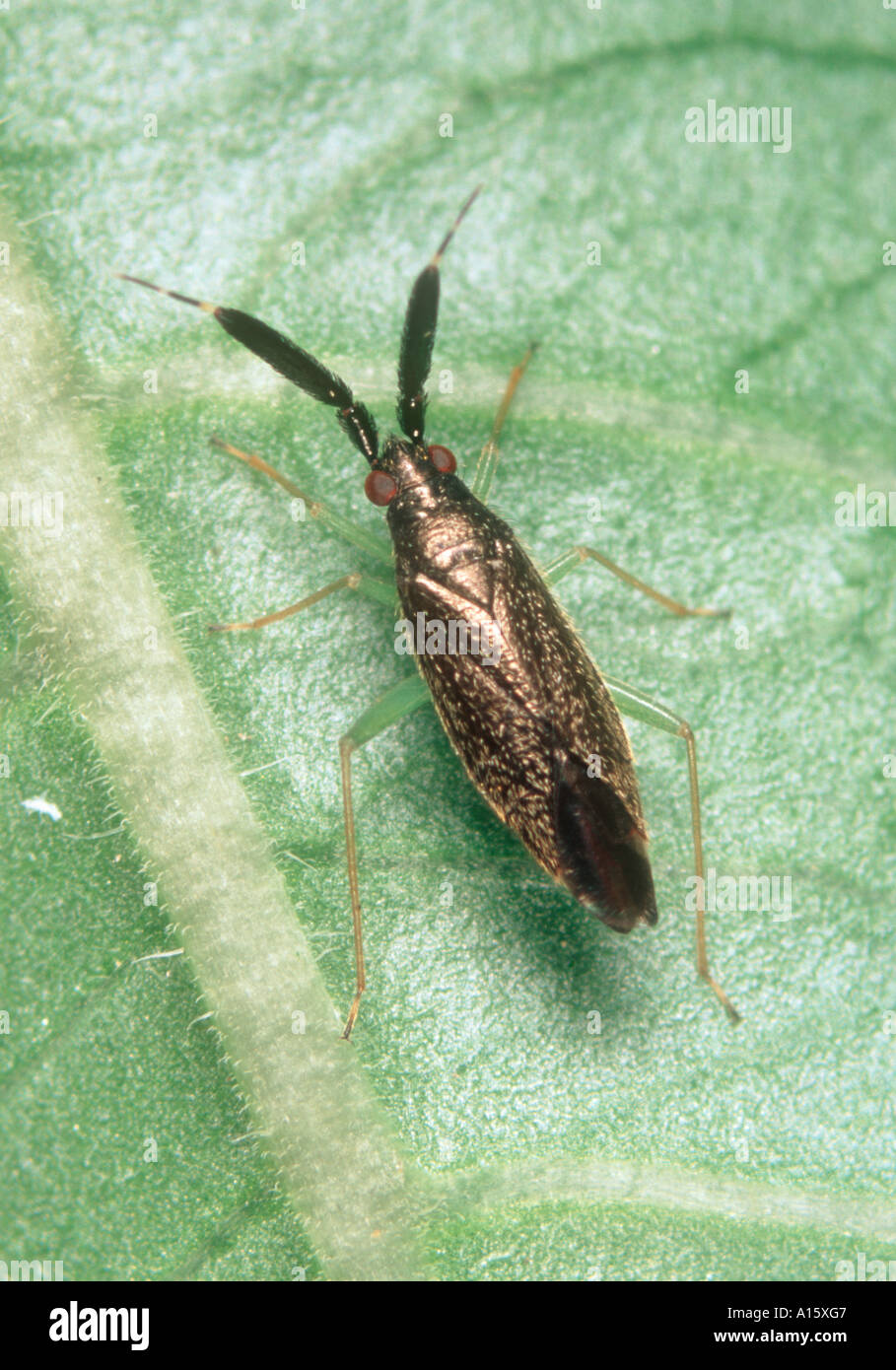 Un bug di predatori Heterotoma planicornis predatori adulti Foto Stock