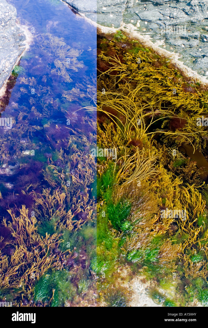Rockpool con alghe marine. Immagine composita con e senza filtro di polarizzazione per ridurre il riflesso dalla superficie dell'acqua Foto Stock