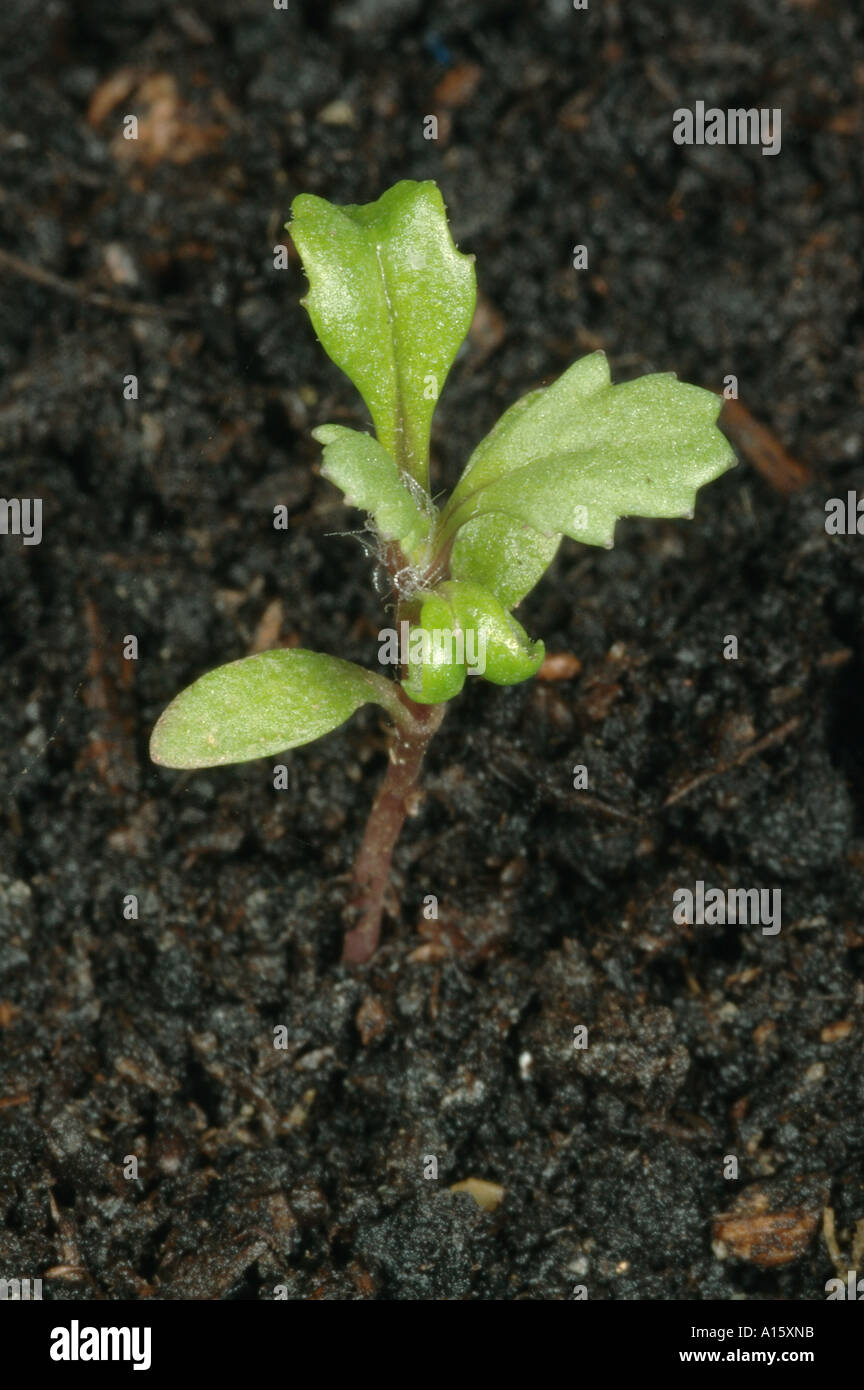 Groundsel Senecio vulgaris piantina con quattro foglie vere Foto Stock