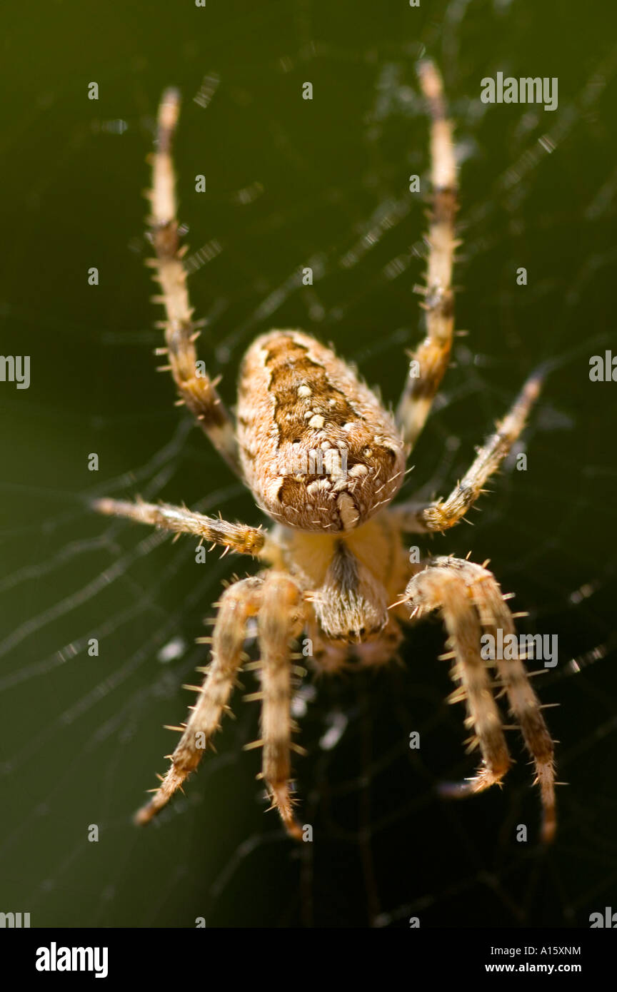 Verticale immagine macro di un grande giardino comune spider 'araneus diadematus'. Foto Stock