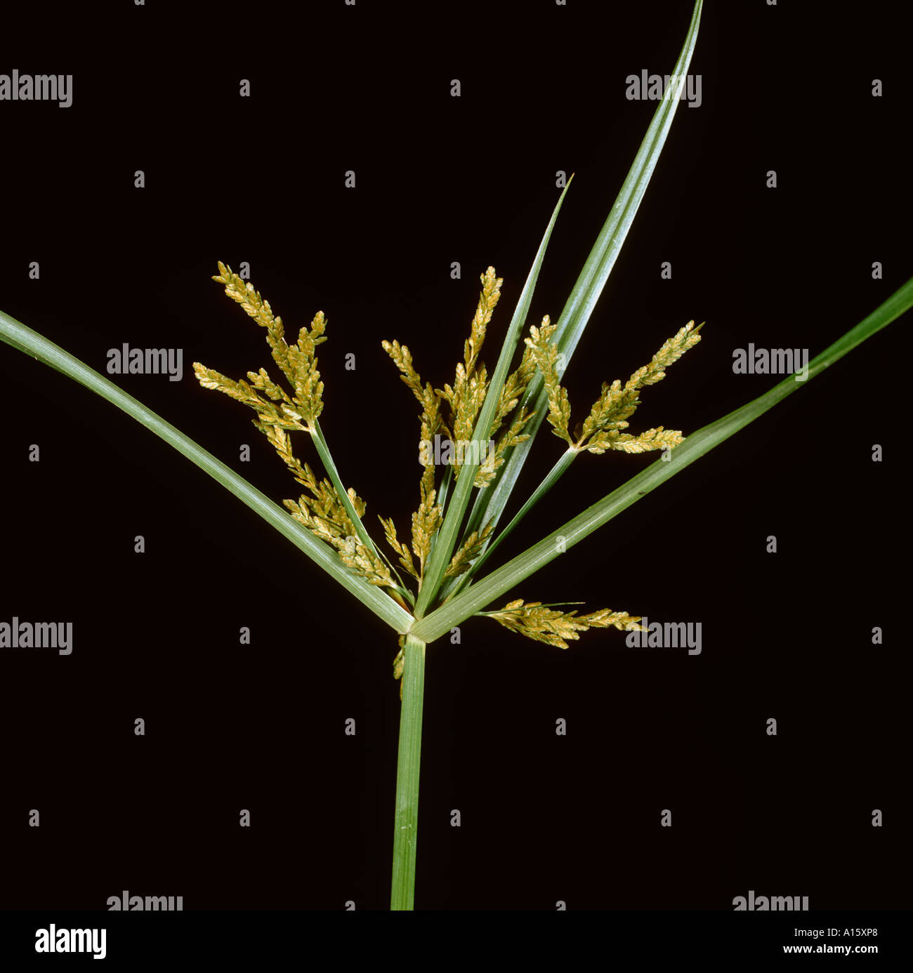 Nutsedge Cyperus iria flower spike Foto Stock
