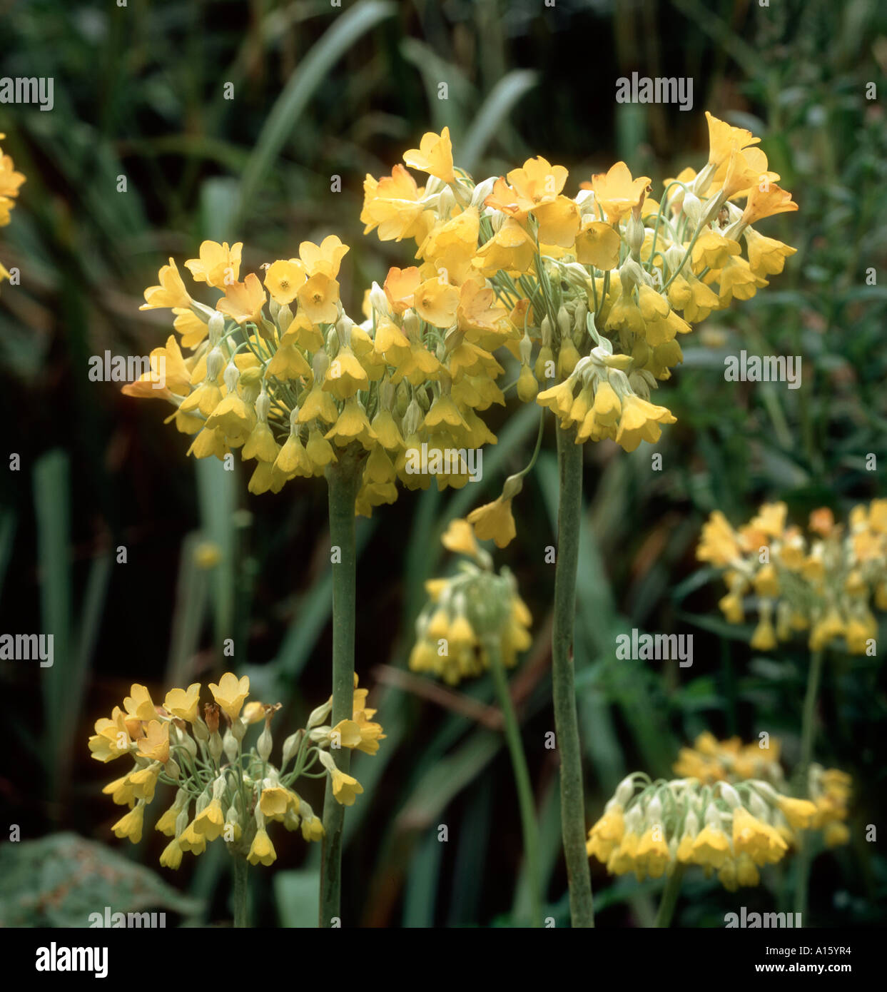 Giant cowslip Primula florindae nel pieno fiore in un giardino della palude Foto Stock