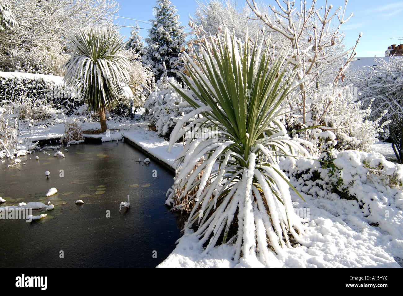 Torbay palme e altre piante con una pesante caduta di neve intorno a un laghetto in giardino Foto Stock