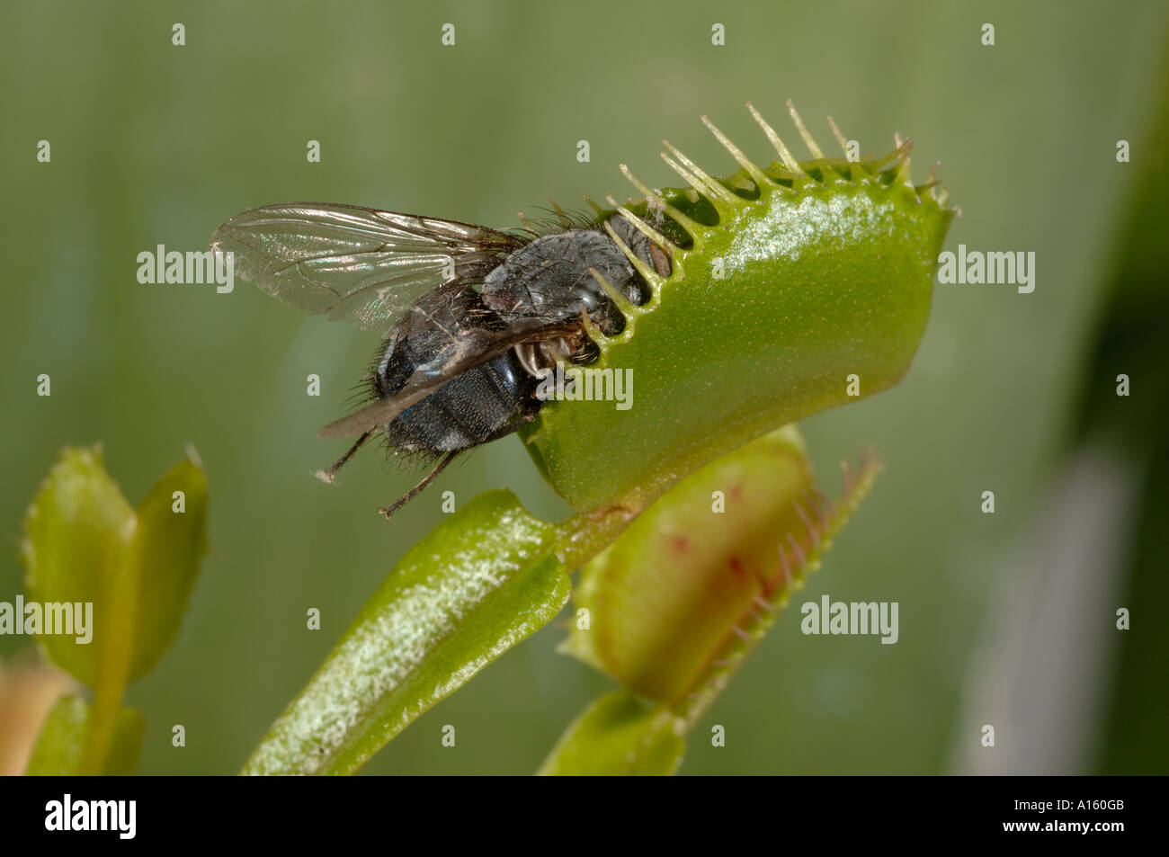 Acchiappamosche al Dioinaea muscipula foglie con intrappolato fly Foto Stock