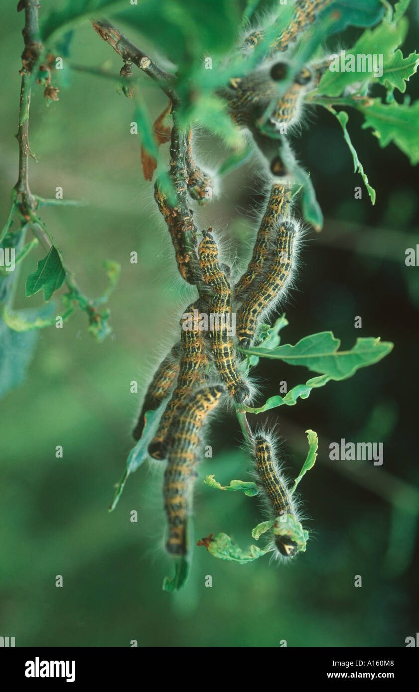 Buff suggerimento moth Phalera bucephala bruchi su danneggiato il fogliame di quercia Foto Stock