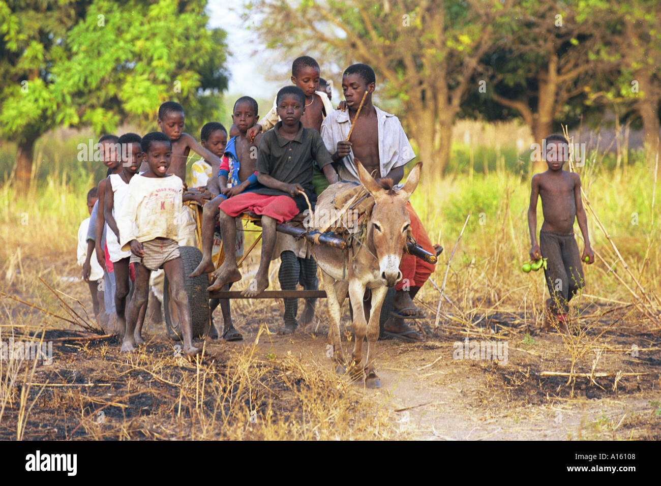 Bambini fate un giro su un carro trainato da un asino dopo il ritorno da un villaggio vicino nel paese della Guinea Bissau. La Guinea Bissau Foto Stock