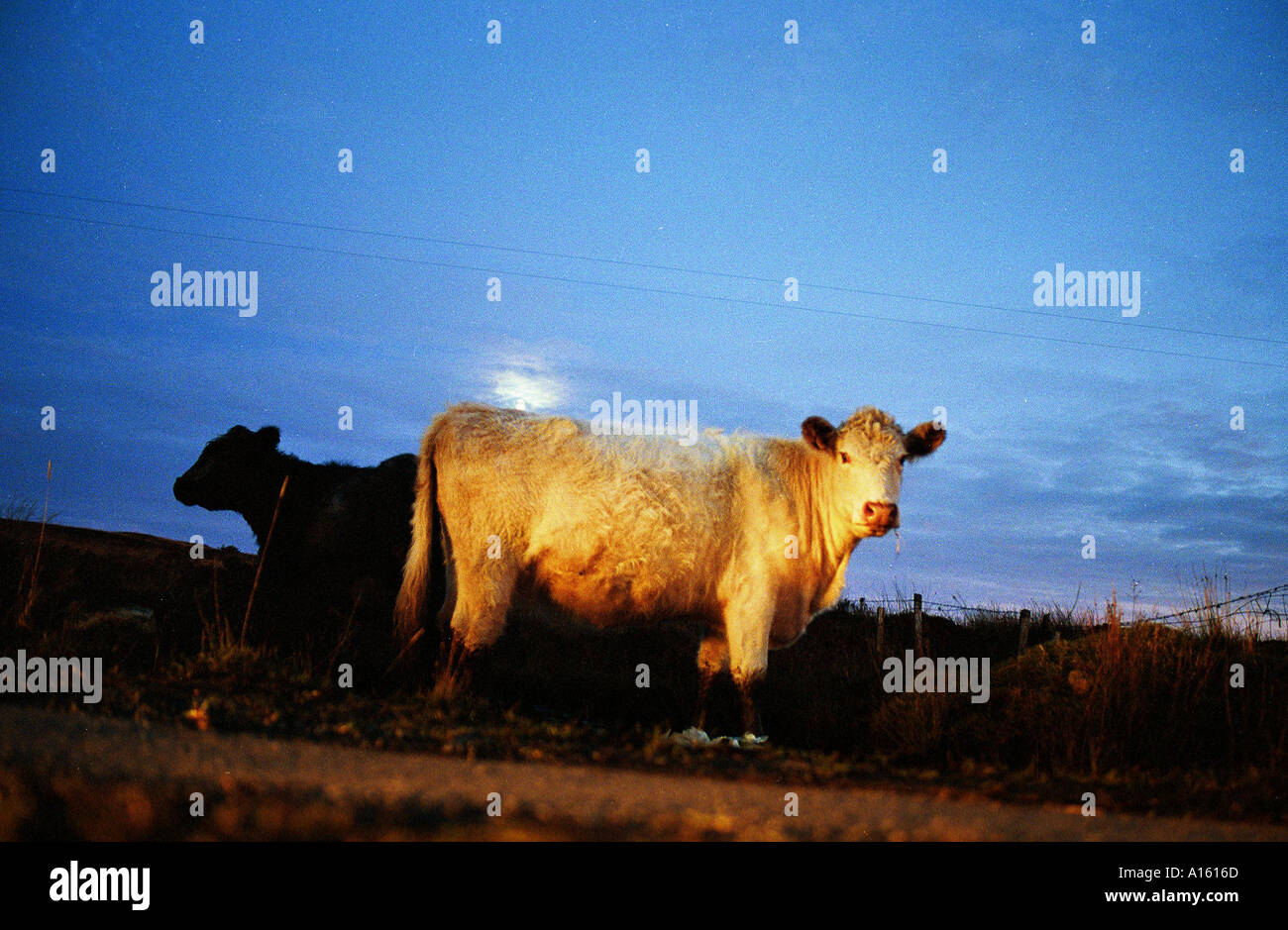 I giovani le mucche pascolano sul ricco muschio di torba che è abbondante sulla isola scozzese di Islay Foto di Ami Vitale Foto Stock