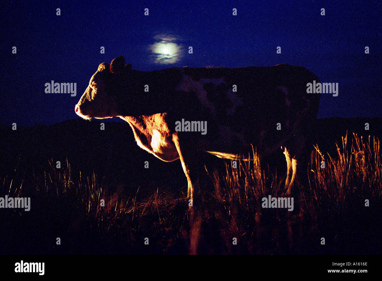 Una mucca dorme in una terra dove il ricco muschio di torba è abbondante sulla isola scozzese di Islay Foto di Ami Vitale Foto Stock